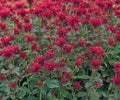 Monarda didyma #1