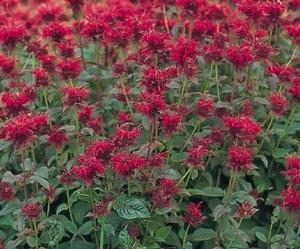 Monarda didyma #1