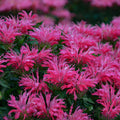 Monarda Electric Neon Pink #1
