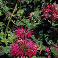 Monarda Raspberry Wine #1