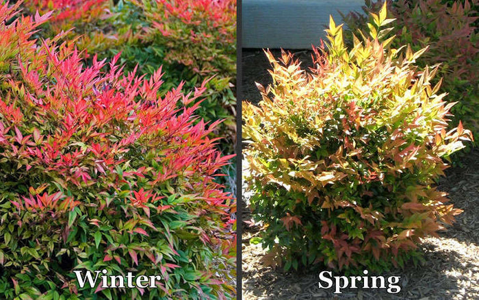 Nandina dom Gulfstream #3