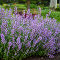 Nepeta Cat's Meow PW#1