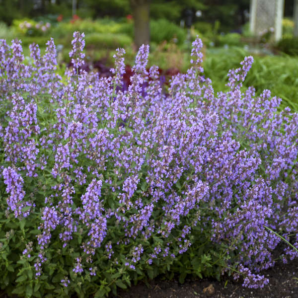 Nepeta Cat's Meow PW#1