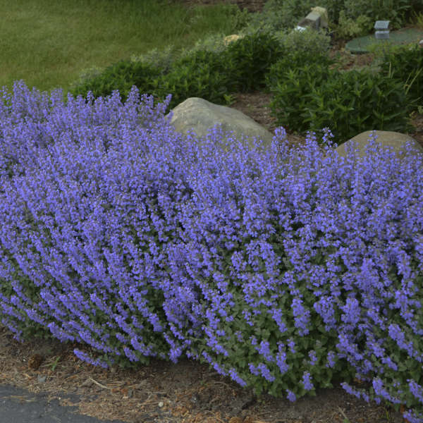 Nepeta Purrsian Blue 1 qt