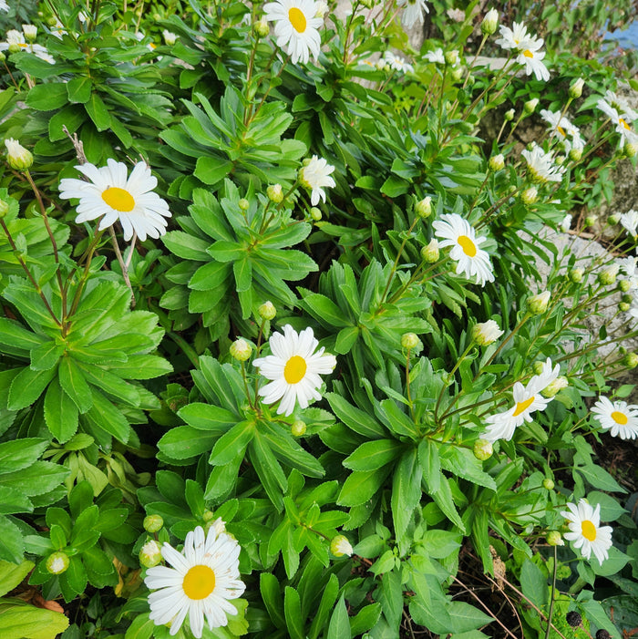 Nipponanthemum nipponicum #1