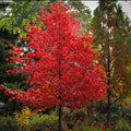 Nyssa s Northern Splendor #7