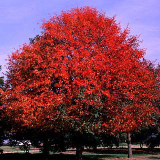 Nyssa sylvatica #3