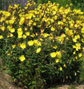 Oenothera f Fireworks #1