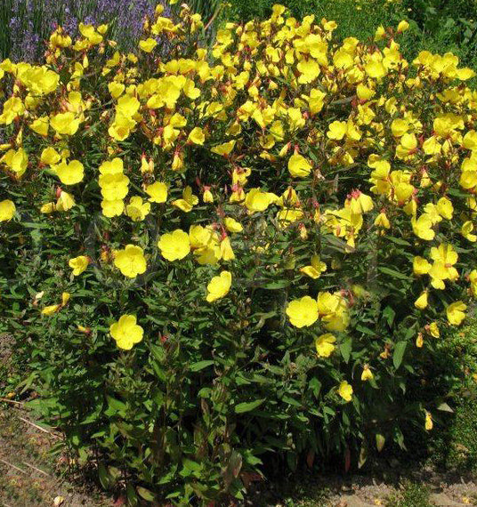 Oenothera f Fireworks #1