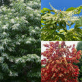 Oxydendrum arboreum #10