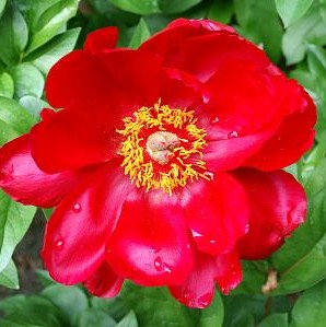 Paeonia Blaze #2