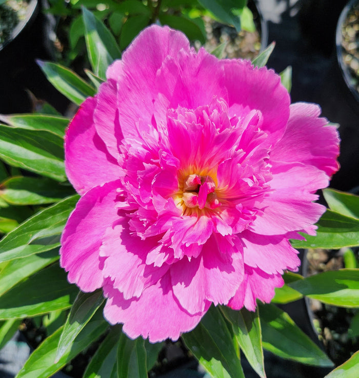 Paeonia Bouquet Perfect #2