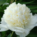 Paeonia Charlie's White #2