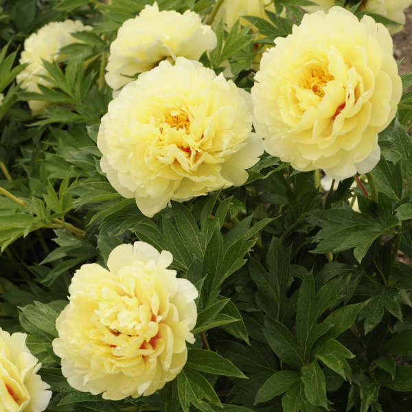 Paeonia ITOH Bartzella #3