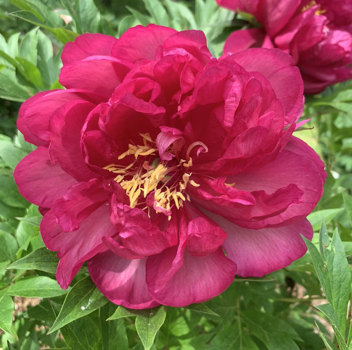 Paeonia ITOH Candy Apple #3