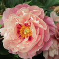 Paeonia ITOH Double Bubble Pink #3