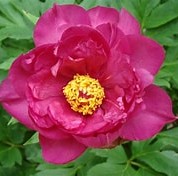 Paeonia ITOH Hot Tamale #3