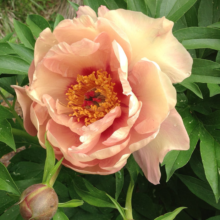 Paeonia ITOH Peach-A-Licious #3