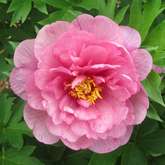 Paeonia ITOH Strawberry Swirl #3