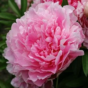 Paeonia Jacorma #2