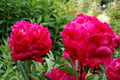Paeonia Karl Rosenfield #2