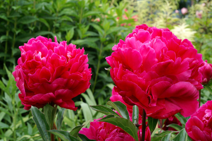 Paeonia Karl Rosenfield #2