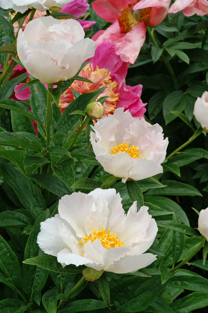 Paeonia Krinkled White #2