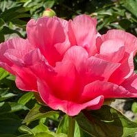 Paeonia Lovely Rose #2
