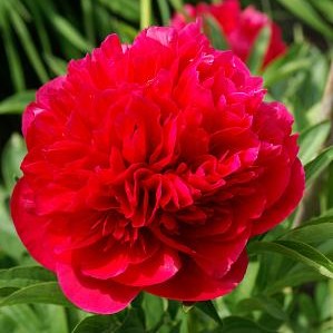 Paeonia officinalis Rubra Plena #2
