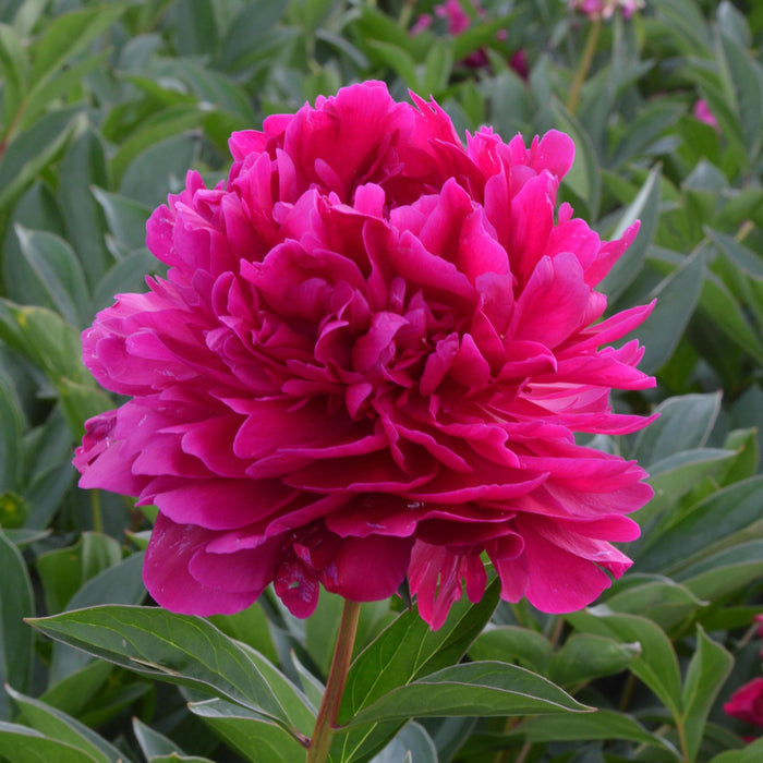 Paeonia Paul M. Wild #2