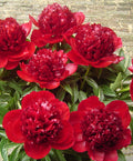 Paeonia Red Charm #2