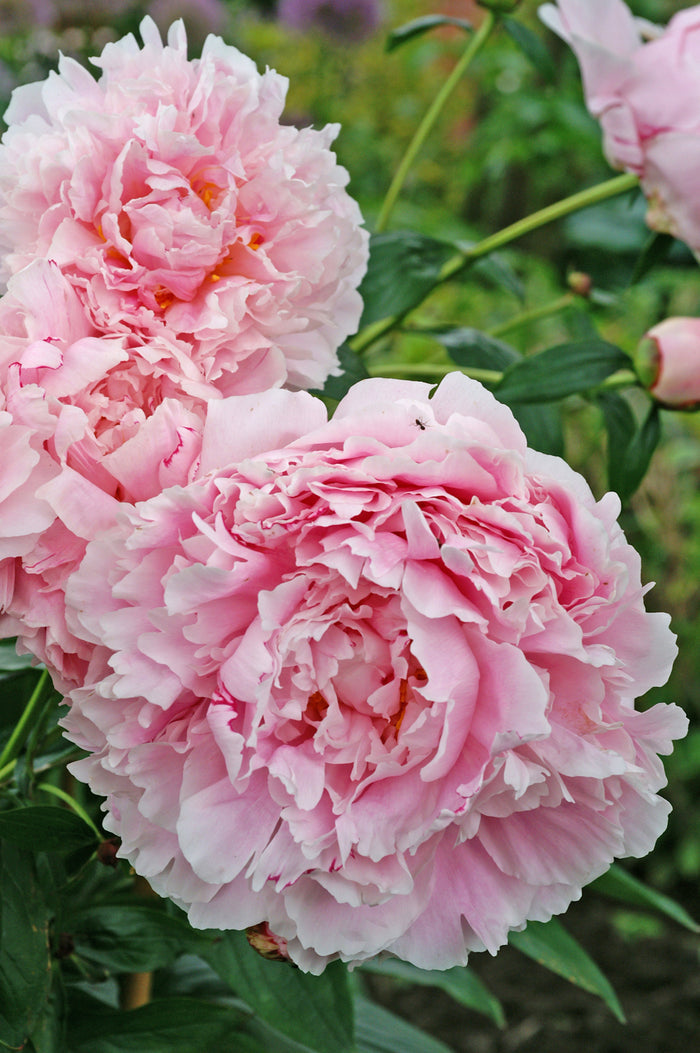 Paeonia Sarah Bernhardt #2