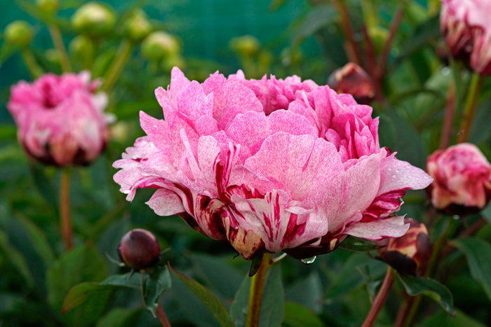 Paeonia The Fawn #2