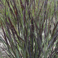 Panicum v Blood Brothers #1