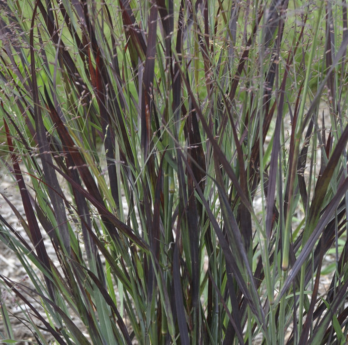 Panicum v Blood Brothers #1