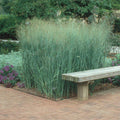 Panicum v Heavy Metal #1