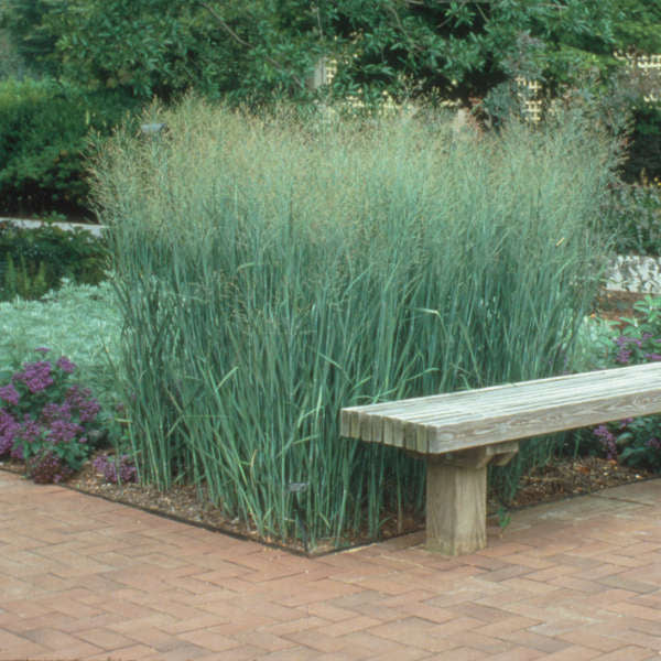 Panicum v Heavy Metal #1