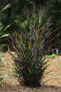 Panicum v Hot Rod #1