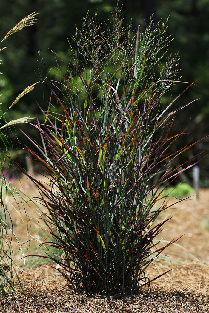 Panicum v Hot Rod #1