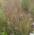Panicum v Shenandoah #1