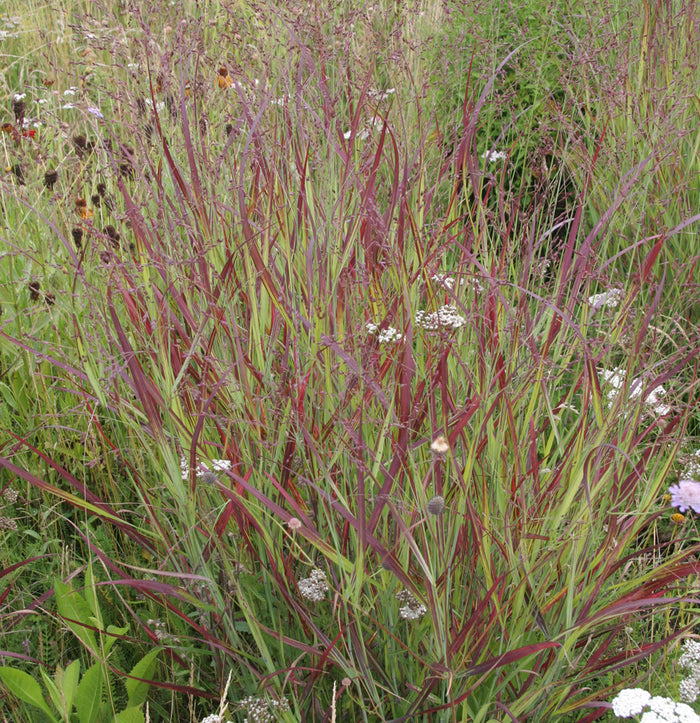Panicum v Shenandoah #1