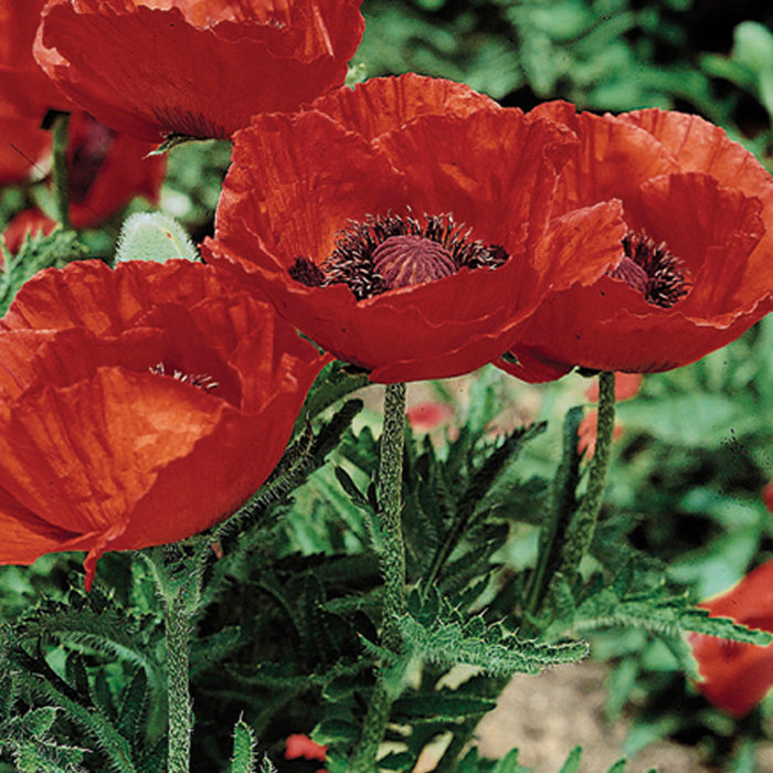 Papaver o Beauty of Livermere #1