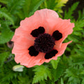 Papaver o Queen Alexandra #1