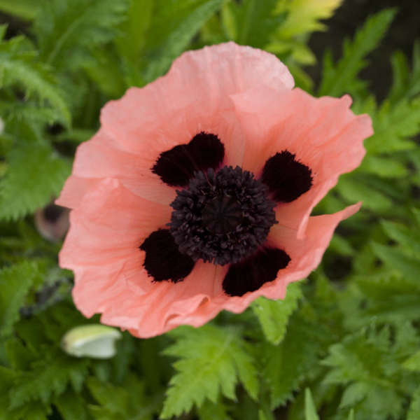 Papaver o Queen Alexandra #1