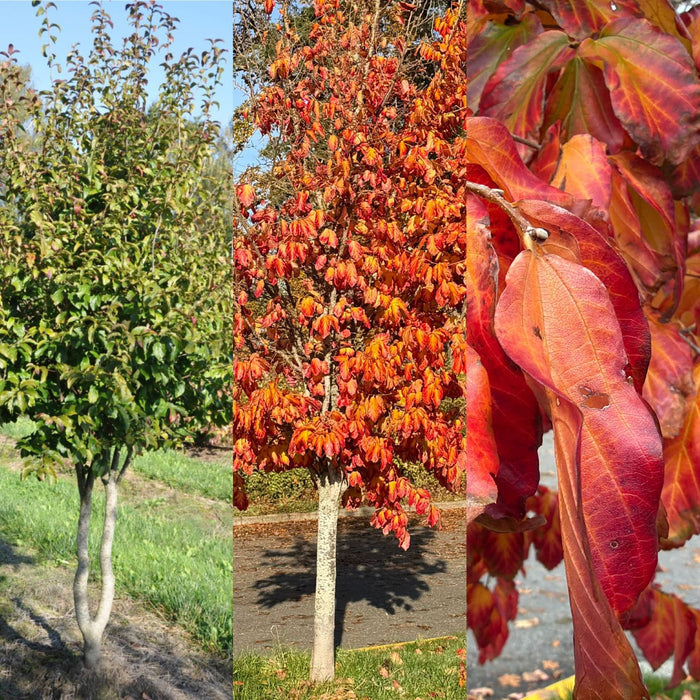 Parrotia persica TF #10