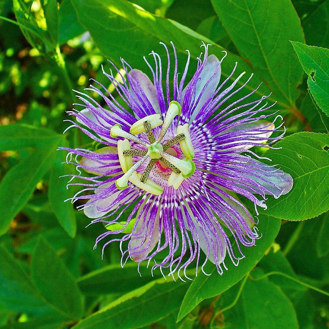 Passiflora inc Ammon's Blue #3 staked