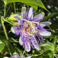 Passiflora inc Purple Passion Flower #1