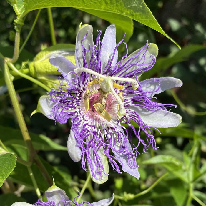 Passiflora inc Purple Passion Flower #1