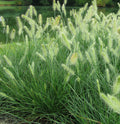 Pennisetum a Hameln #3