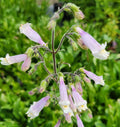 Penstemon hirsutus #1
